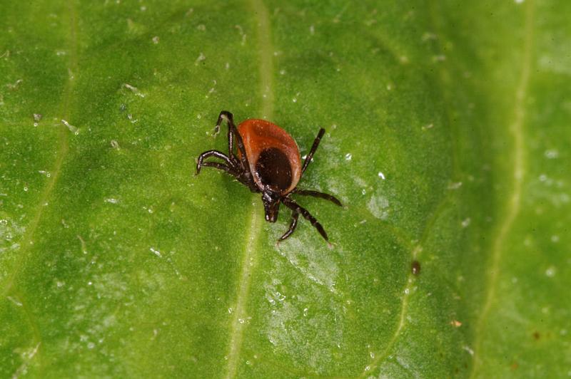 Ixodes_ricinus_D5188_Z_91_Les Gris_Frankrijk.jpg
